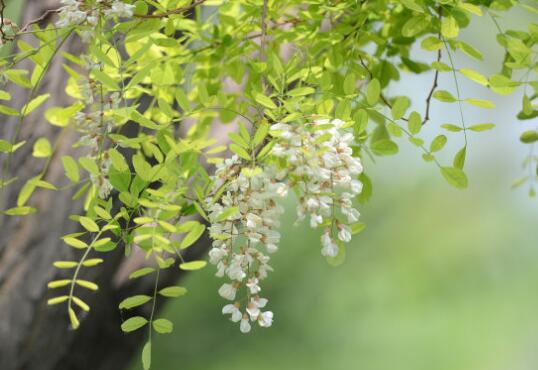 槐花怎么繁殖，槐花的繁殖方法/播种繁殖/根蘖繁殖