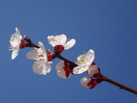 梅花怎么繁殖，梅花的繁殖方法/播种/扦插/嫁接/压条