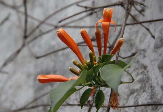 炮仗花冬天能开吗，炮仗花怎么过冬/控制水肥