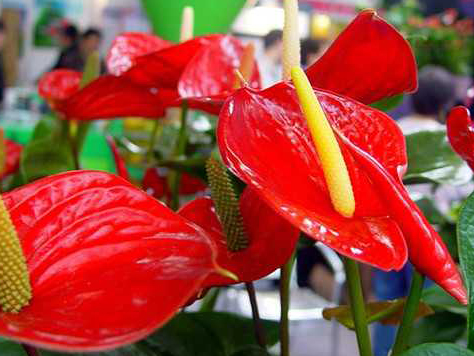 火鹤花怎么养火鹤花代表什么火鹤花图片