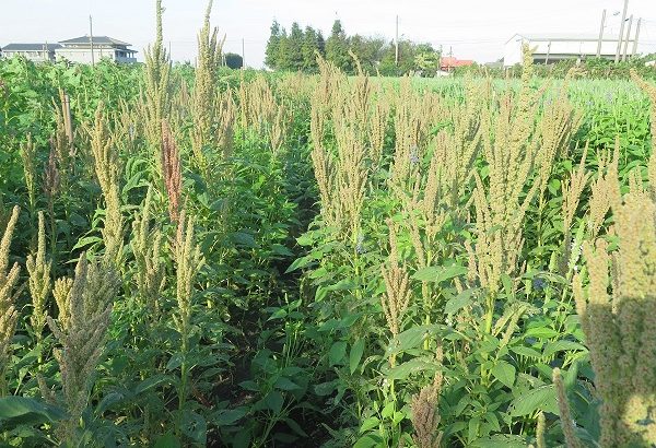 邀请采购本土有机种植的ACQ三大超级养生食物