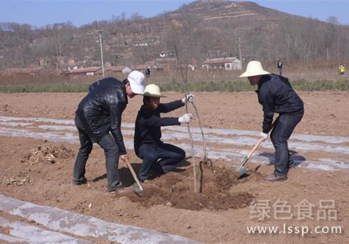 对症应用技术方能高产核桃种植需注意八要点