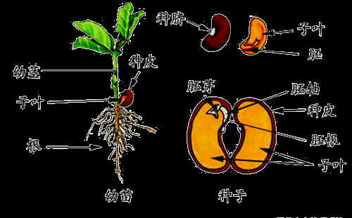 教你认识植物的种子