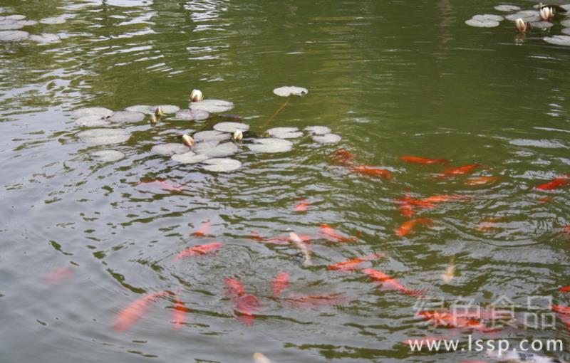 夏季高温鱼塘病害频发如何管理好夏季鱼塘