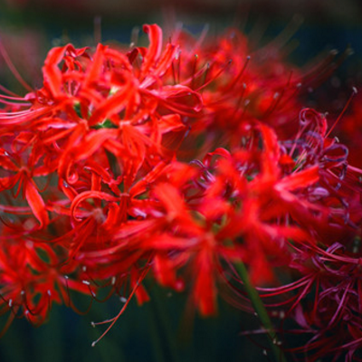 彼岸花什么时候开花不开花怎么办