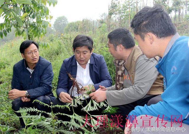 左学政调研时强调：壮大中药材种植拓宽山区群众增收致富渠道