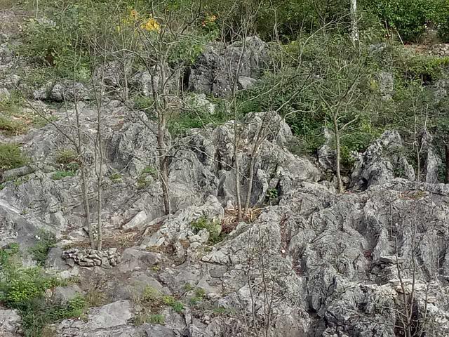 印江：荒坡变梯土长出“致富果”