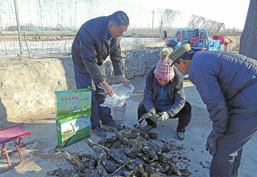 “学霸”农民成功引进湖北水果藕