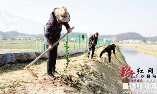 湖南长沙县：农田玩出新花样“稻虾”共生致富