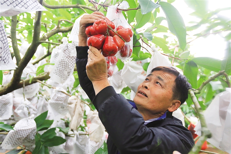 定安白塘村贫困户种植莲雾获得好收