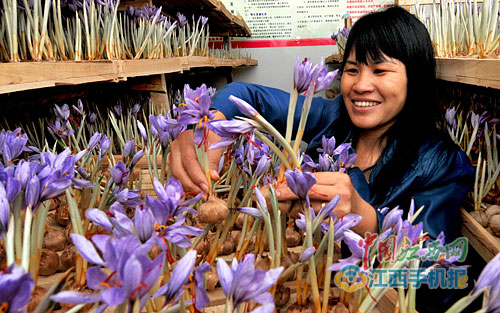 张单英开创江西种植藏红花先河贫困农民走上致富路