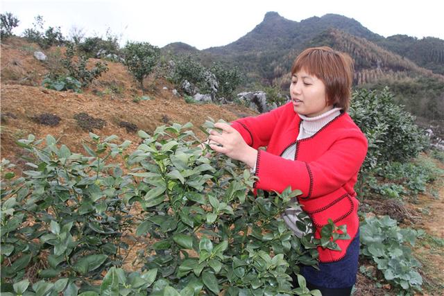 梁清雁：改变农民“单兵作战”模式