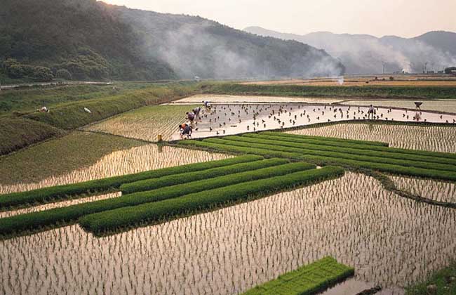 农村土地流转模式