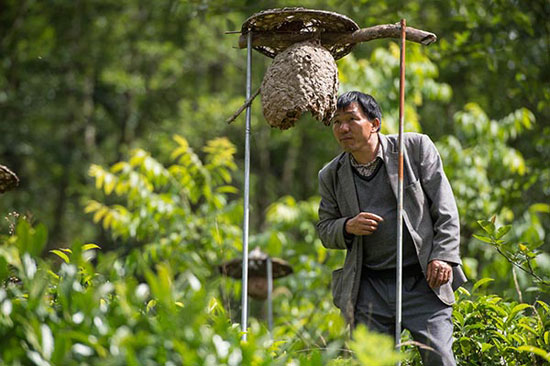 驯养野生胡蜂深山农民财增