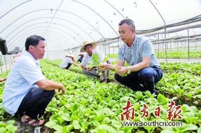 “中国好菜农”张宋对每一棵菜许下承诺