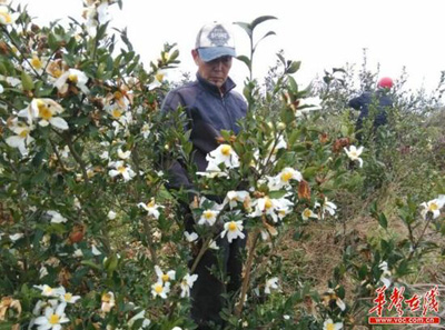 外贸精英返乡种油茶带动百姓发家致富