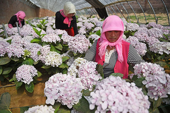 产业基金助银川花企若花开得欢