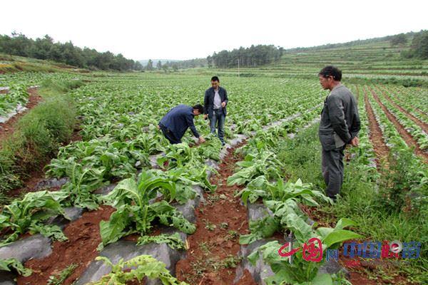 无情的冰雹打到了农民的心