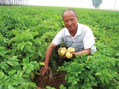 邯郸“土豆专家”带领乡亲致富