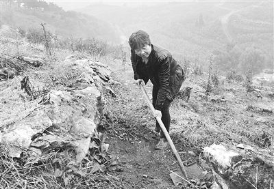 方城县杨集夫妇倾心绿化荒山变成“金山”