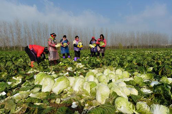 江苏新型鱼米乡粮食安全民小康