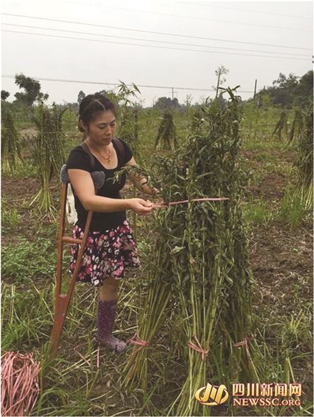 农业项目做大做强独腿女跳出精彩舞