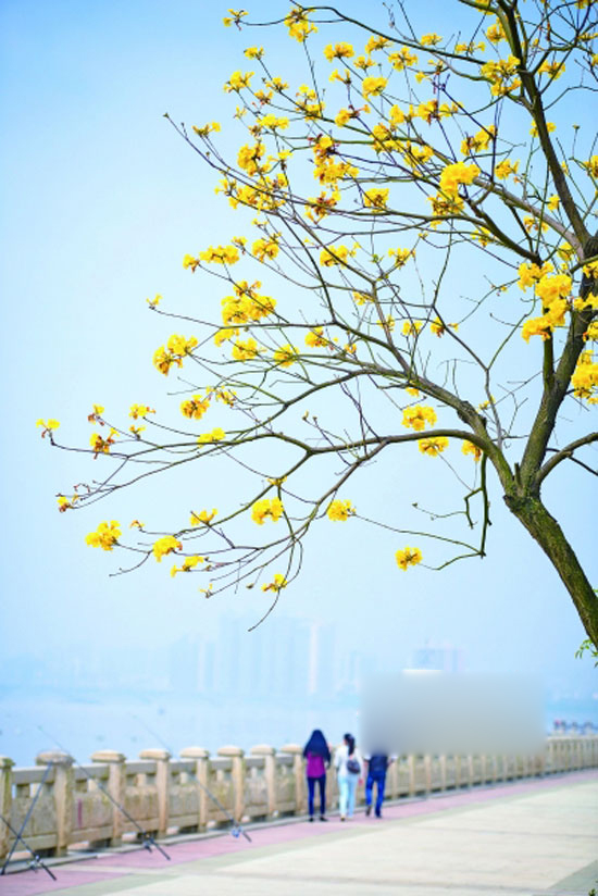 清远百花盛开美景拍不过来