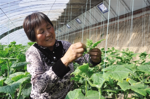 张效玲：发展蔬菜产业干劲儿更足了