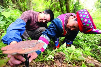 林下灵芝仿野生仙草圆了脱贫梦