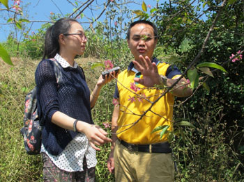 十斤阿里山樱种寂寥半山村映红