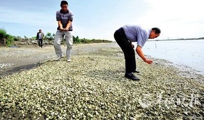 广东近海多种海鲜重金属超标生蚝铜超标740倍