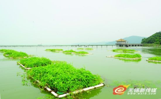 无锡太湖上种起空心菜官方称为净化水质