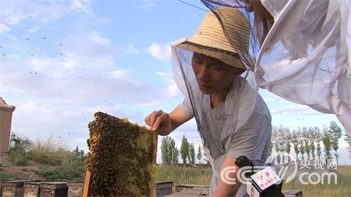 蜜蜂凶猛财富甜蜜