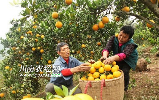 泸州夫妇水果种植有甜头带动乡亲致富