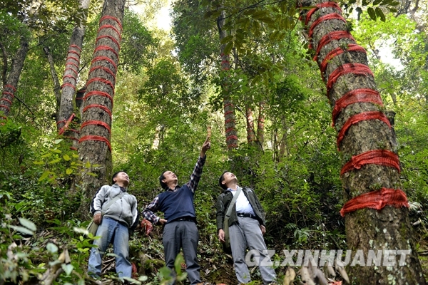 榕江：深山育石斛质优效益好