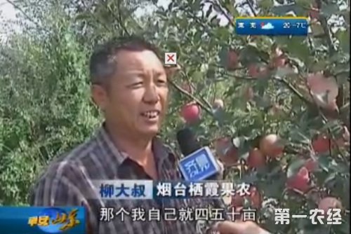 烟台苹果丰收滞销一车苹果只卖415元