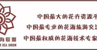 “时光园艺” 带你赏花：没有说出口的爱 — 向日葵