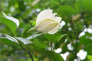 栀子花花瓣变黄的原因 栀子花的花语是什么