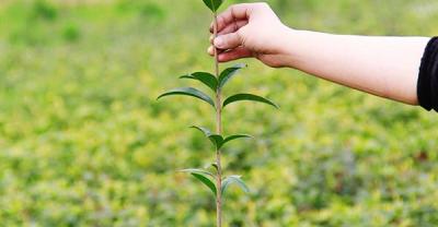 农村苦瓜种植的一些基本知识