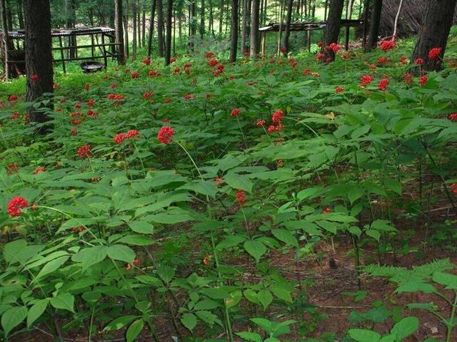 种植中药材也有补贴你知道吗？