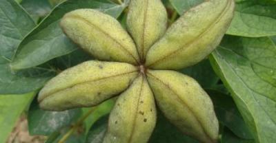泥炭土如何种植花卉？