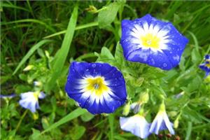 牵牛花怎样种植 牵牛花也有花语吗