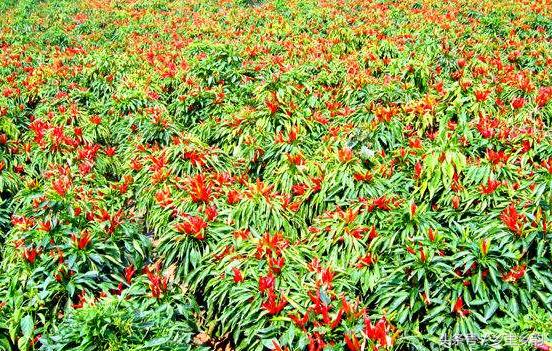 专家这样教你掌握朝天椒的种植新技术