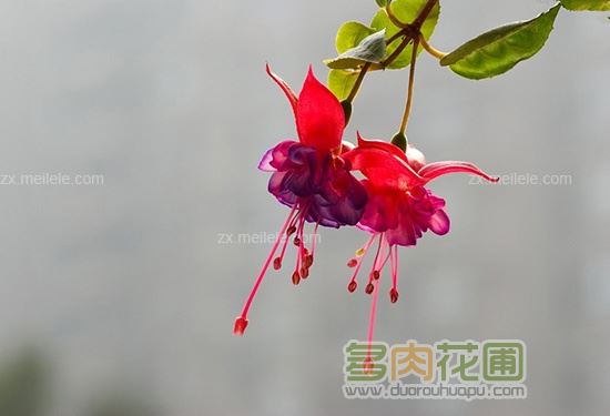 倒挂金钟的繁殖方法