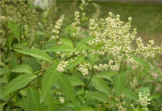 阴行草的基本特点 阴行草的特点介绍