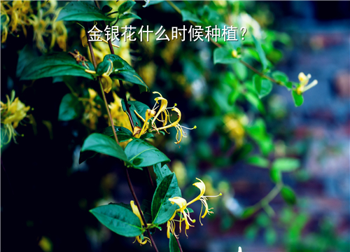 金银花什么时候种植最好？附种植技术要点介绍！