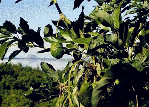 牛油果树怎么种植？种植几年能结果？