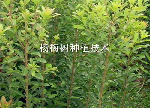 杨梅树种植技术介绍！这样种植3年就能结果！