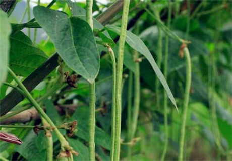 一年生植物豇豆角一亩产4000斤以上！如何种植才能高产？种植前景如何？