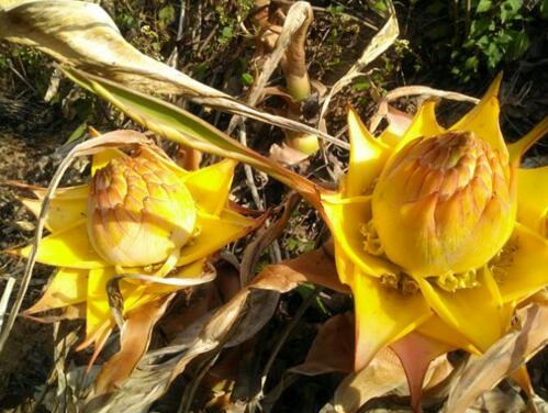 地涌金莲怎么养？种植几年开花？可以吃吗？有哪些功效及作用？